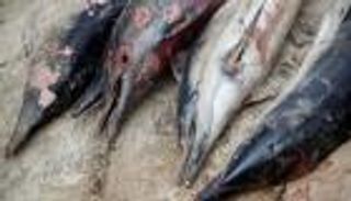 دلافين البحر الأسود أحدث ضحايا حرب أوكرانيا.. قتلى بالآلاف