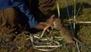 بعد اكتشاف الألغام.. الفئران تنتشل العالقين تحت الأنقاض