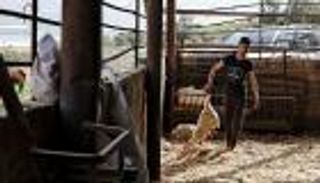 الحمى القلاعية تلتهم مزارع الأغنام في الضفة الغربية