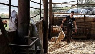 الأغنام النافقة بعد إصابتها بالحمى القلاعية