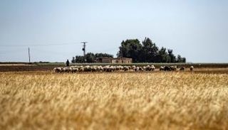 الأغنام ترعى في أحد حقول القمح السورية 
