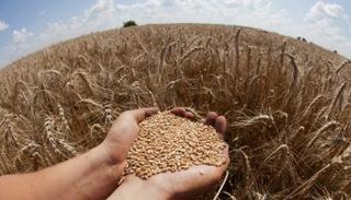 سلاح القمح يهدد العالم بمجاعة