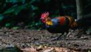 "البيضة أم الدجاجة؟".. دراسة تكشف رحلة مثيرة من الشجرة إلى المائدة 