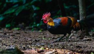 الدجاج أحفاد طائر الغابة الأحمر 