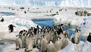 القطب الجنوبي يعد بيئة بكر وشبه منعزلة