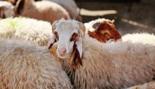 أسعار الأضاحي 2022 في مصر