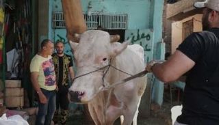 يبتهج المسلمون بأداء شعيرة الأضحية  خلال عيد الأضحى