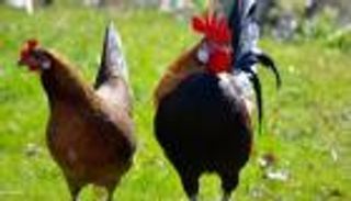 تاريخ الدجاج في حياة البشر.. لم يأكله القدامى لهذا السبب