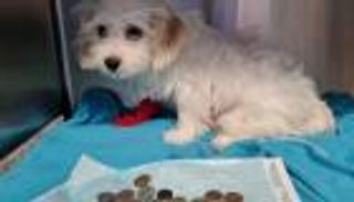 عمره 3 أشهر.. لن تصدق ما وجده الأطباء في معدة جرو صغير