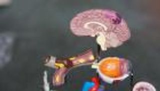 بالتحفيز العميق.. دائرة دماغية تخلصك من الإدمان