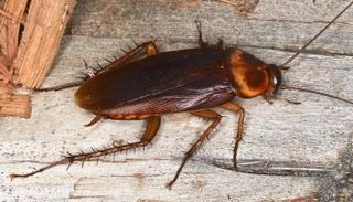 الشركة تريد تجربة تقنية جديدة لمكافحة الصراصير