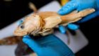 أسماك تعيش في مياه شبه متجمدة منذ سنوات.. لماذا تمرض الآن فقط؟