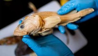 سمكة مصابة بالمرض الجلدي 