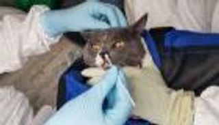 دراسة صادمة تحذر: كورونا ينتقل من القطط إلى البشر