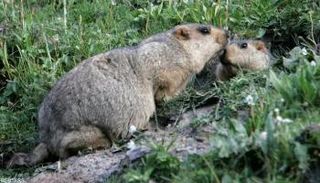 القوارض خاصة الفئران مسؤولة عن نقل الطاعون