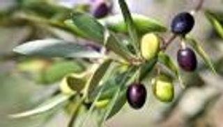 تين وزيتون.. غور الأردن موطن أقدم شجرة مثمرة زرعها الإنسان