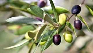 فلسطين مشهورة تاريخيا بزراعة الزيتون