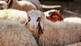 أسعار صكوك الأضاحي من الأوقاف المصرية.. الفرق بين البلدي والسوداني