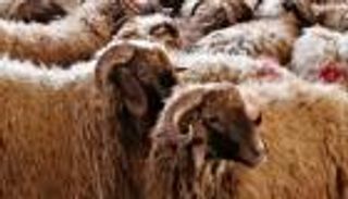 استقرار أسعار الأضاحي في المغرب رغم غلاء الأعلاف