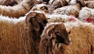 أطفال مغاربة رفقة أكباش العيد - أرشيفية