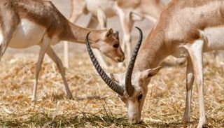 غزلان الريم في العراق