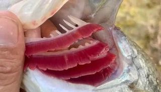 خياشيم الأسماك