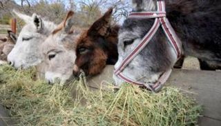 الصين تستهلك 10 ملايين حمار سنويا