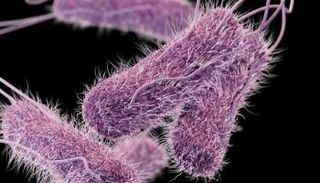 بكتيريا "S. Typhi" المسببة لحمى التيفود