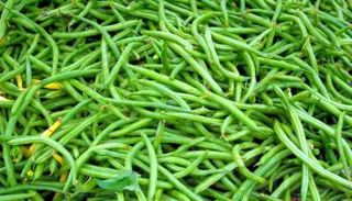 البكتيريا وفرّت الحماية لمحصول الفاصوليا