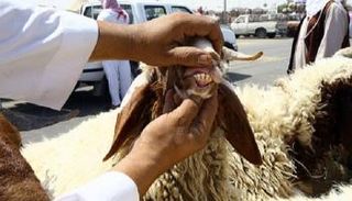 كيف يُحدَد عمر الأضحية من أسنانها؟