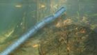 الأكبر في العالم.. بكتيريا يمكن رؤيتها بالعين المجردة (صور)