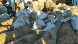 سوق لبيع أضاحي العيد في الجزائر