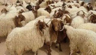 صورة لسوق بيع الخراف في تونس