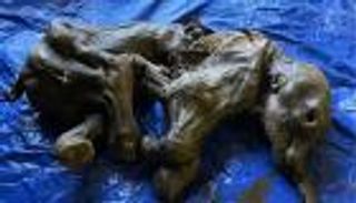 اكتشاف نادر في كندا.. بقايا محنطة لرضيع "ماموث" (صور)