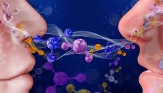 رائحة الجسم المتشابهة تتنبأ بالصداقة