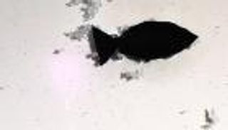 روبوت "سمكي" لالتقاط البلاستيك الدقيق من المياه