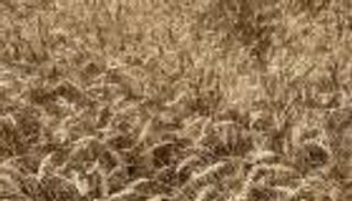 "قمح الإمارات".. مبادرة لإنتاج 80 طنا من سنابل الخير