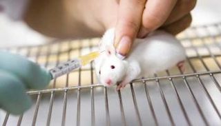 فأر تجارب - أرشيفية