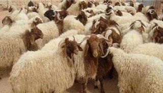 الأضاحي في فلسطين