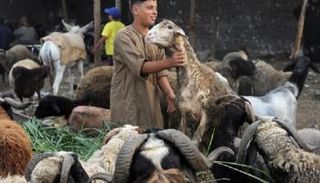 أضحية العيد