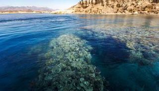 محمية رأس محمد