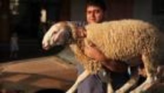 عيد الأضحى 2022.. شرطان مهمان لاختيار الأضحية السليمة