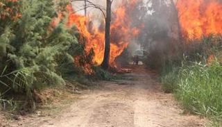 نيران متصاعدة في غابات الموصل