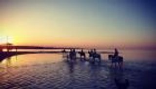 شواطئ تسمح لزوارها بالسباحة مع الخيول (صور)