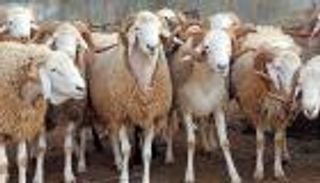 6 سلالات من أغنام الجزائر.. أكثرها طلبا "أولاد جلال" وأغربها "تعظيمت"