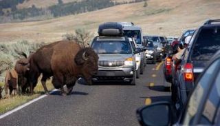 احذر الاقتراب من الحيوانات البرية