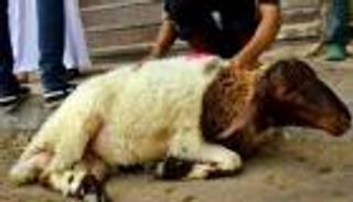 عيد الأضحى 2022.. 4 عيوب بالأضحية تمنع ذبحها