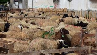 ما حكم الشرع في ظهور عيب على الأضحية قبل ذبحها؟
