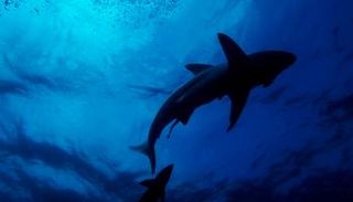 إغلاق بعض شواطئ المنطقة التي وقع بها الحادث في مصر- أرشيفية