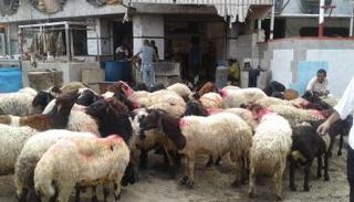 ارتفاع سعر الأضاحي في مصر